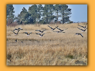 Vogelschutzgebiet Tipperne (1).jpg